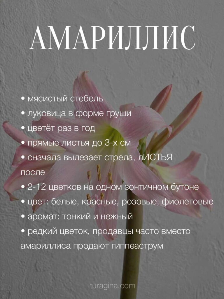 Амариллис-различия-с-гиппеаструмом