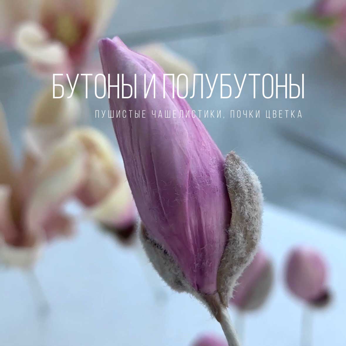 Пушистый-бутон-для-магнолии