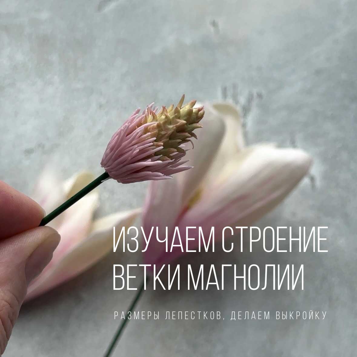 Строение-магнолии-суланжа
